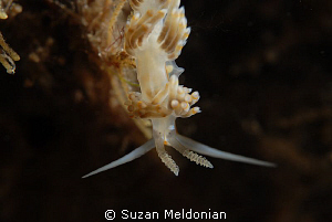 The morning stretch  (dondice occidentalis) by Suzan Meldonian 